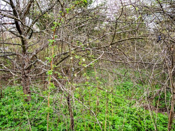 Cost of Underbrush Clearing in Cedar Park