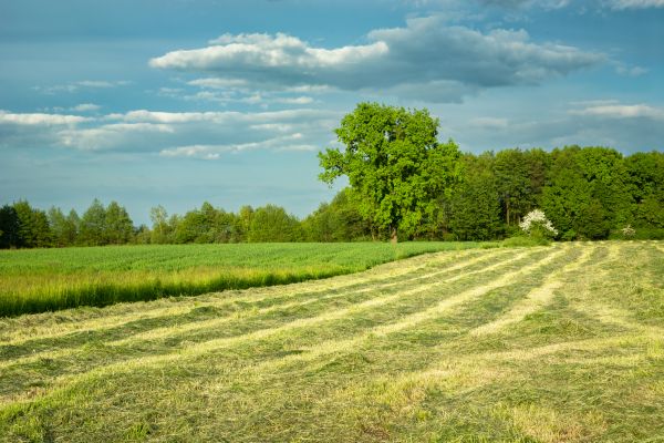 Cost of Vegetation Removal in Cedar Park