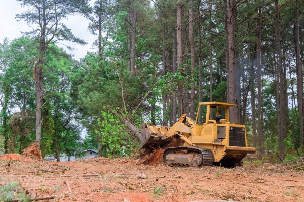 Cost of Property Clearing in Cedar Park