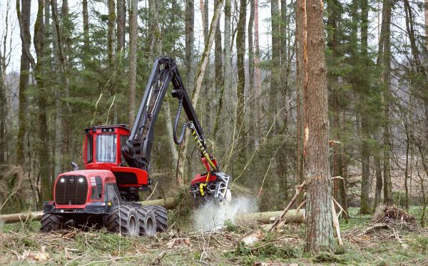 Cost of Forest Clearance Service in Cedar Park