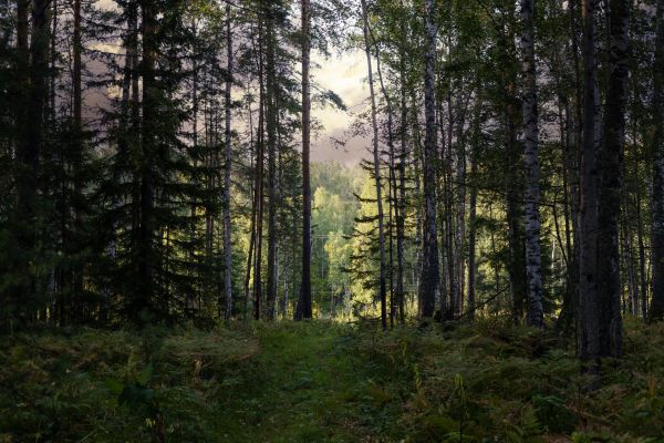 Cost of Pine Tree Clearing in Cedar Park