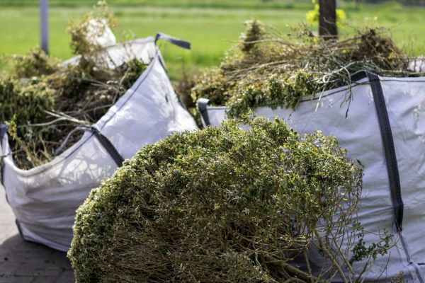 Cost of Bushes Clearing in Cedar Park