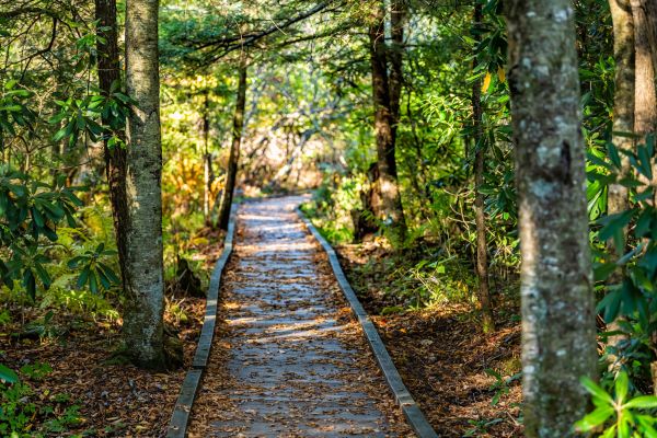 Cost of Trail Clearing in Cedar Park